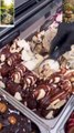 ice Cream gelato #icecream #dessert #cake #food #chocolate #foodie #sweet #streetfood #shortsvideo
