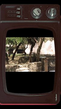 Silent shadow of India’s grasslands 🐺🇮🇳 The Indian wolf is smaller than the grey wolf, hunts mostly at night