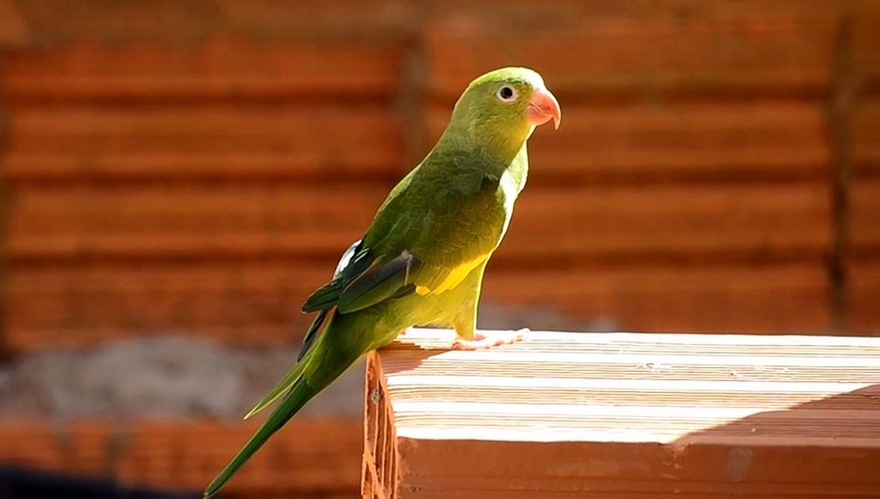 Parrots