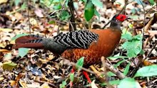 BEAUTIFUL  BIRDS