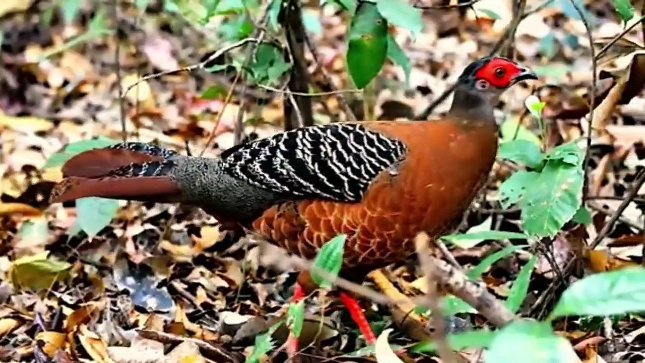 BEAUTIFUL  BIRDS