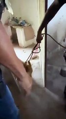 Mulher é presa em flagrante por maus-tratos a animal durante operação da Polícia Civil