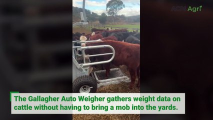 Gallagher Auto Weigher could boost profits 'very quickly'