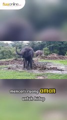 Menjaga Jejak Raksasa Sumatra: Gajah Riau Bertahan di Hutan Sempit, Berakhir di Pusat Latihan