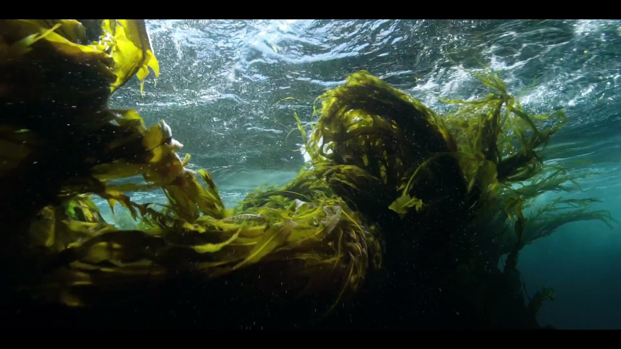 Stelldichein der Lodden vor Neufundland | movie | 2025 | Official Trailer