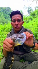 Extracting king cobra venom