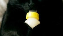 Kucing Hitam Manja Minum Susu dari Botol | Tingkah Lucu Bikin Gemas