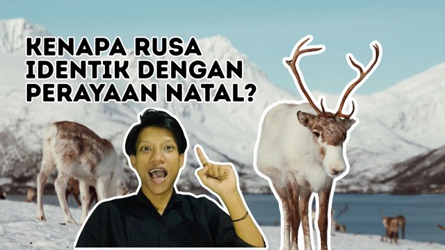 Mengapa Rusa Identik dengan Perayaan Natal? Ini Jawabannya