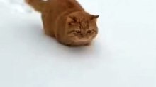 Orange cat vs snow: confidence was high, survival was low 😂
