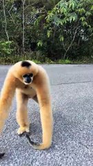 #funny video #shortvideo #viralvideo #funnyadda#