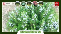 एरोमैटिक प्लांट से महकेगा उत्तराखंड, महक क्रांति का 10 साल का रोड मैप तैयार, 91 हजार किसान जुड़ेंगे