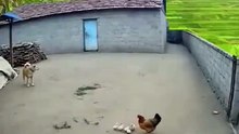 The dog saved his family