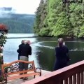 Humpback whales at the Great Bear Lodge in Canada