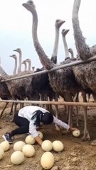 Natural diary -Ostrich eggs, the eggs of the ostrich is the largest of any living bird