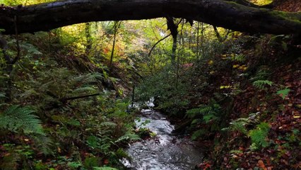 Fletchers Family Farm S03E00 Fletchers Country Workshop