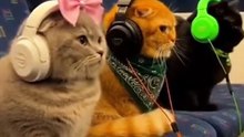 Cat enjoying music