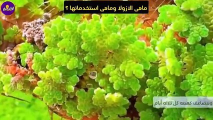 ازاى حولت سطح بيتي لمشروع مربح بدخل ثابت وبتكلفة 10$ فقط !