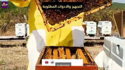 أزاى حولت سطح بيتي لمنحل عسل بـ20$ فقط ! أرباح غير متوقعة🐝💰