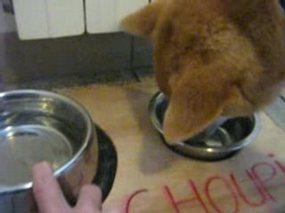 Repas Choupi
