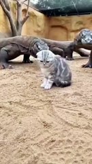 You Won’t Believe What This Cute Cat Did Next! 😳 #catlover