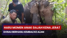Haru! Momen Anak Gajah Kena Jerat di Riau Berhasil Kembali ke Alam