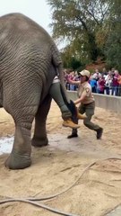 Mud Bath Surprise! Elephant Keeper Gets a TUSK-Tacular Shower! 🚿😂