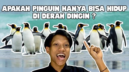 Peneliti Konfirmasi Penguin Dapat Hidup di Wilayah Tropis-Serius Ini Hewan?