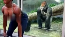 Female Bodybuilder vs Gorilla 🦍💪  Ultimate Strength Challenge in Zoo