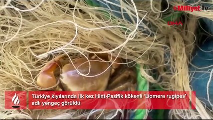 Akdeniz’de sessizce değişiyor! Türkiye'de ilk kez görüldü