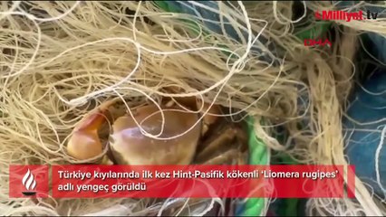 Akdeniz’de sessizce değişiyor! Türkiye'de ilk kez görüldü