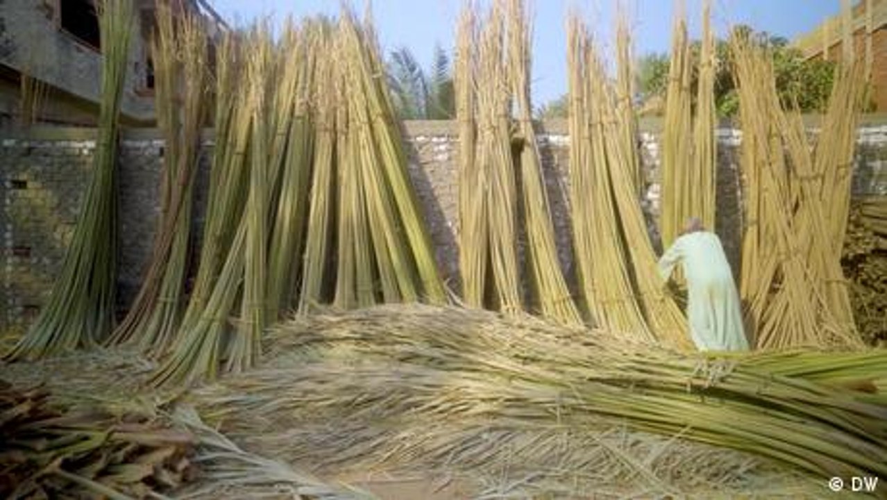 Egypt: Reviving the palm products industry