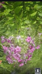 🎁🔥[Hot 2025]His Lost Lycan Luna🏡ABC movie🏆🏆🏆🏆🏆