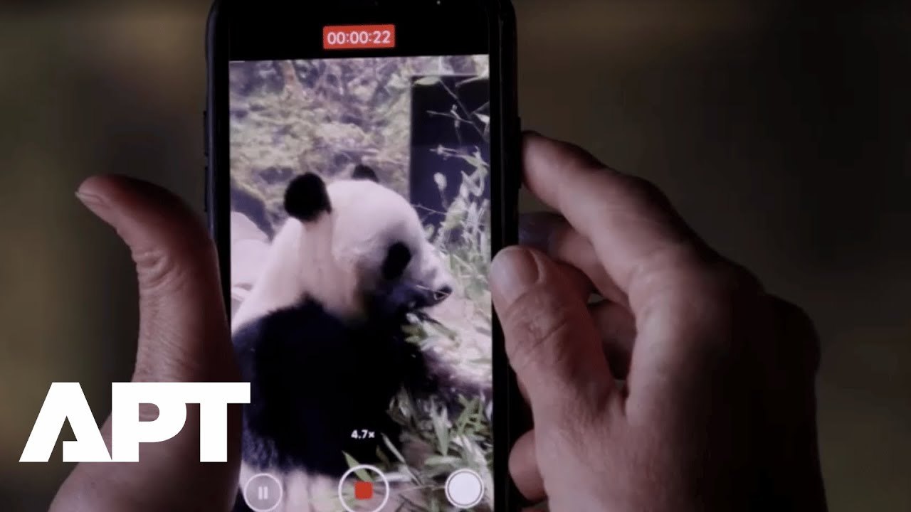 Panda Fans Flock to Tokyo Zoo as Twin Pandas Xi...