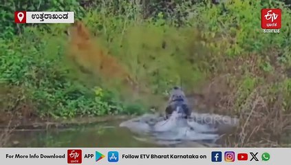 ಮೊಸಳೆ ದವಡೆಯಿಂದ ಹುಲಿ ಜಸ್ಟ್ ಮಿಸ್! ವಿಡಿಯೋ ನೋಡಿ