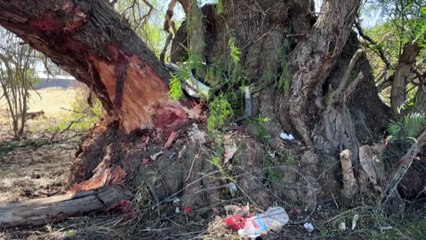 Four adults killed and three children injured in minivan crash in Victoria