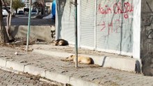 Diyarbakır'da köpek saldırısında 2 kişi yaralandı