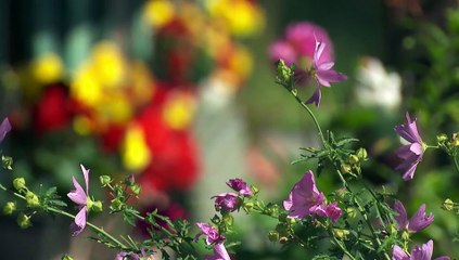 Sturm der Liebe Folge 4517