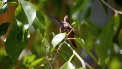 Terry Masear : la part du colibri