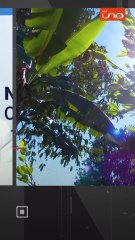 Monitoreo ONU–Bolivia: cultivos de coca crecieron 10% en 2024 y se erradicaron 10.000 hectáreas