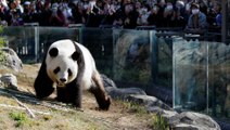 Cientos de personas hacen cola para ver a los dos últimos pandas de Japón
