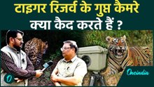जंगल में मोशन सेंसर कैमरे: क्या-क्या कैद होता है बाघों के साथ? | Tiger Reserve Exclusive