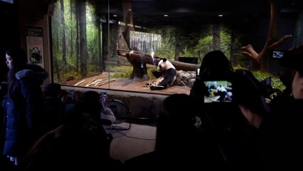 Giappone, in migliaia in coda per salutare gli ultimi panda diretti in Cina