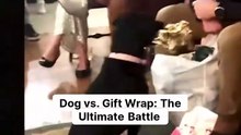 Dog vs. Gift Wrap_ The Ultimate Battle