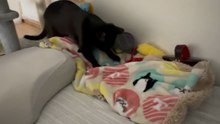 JAPAN CAT VIDEO 009