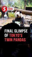 Panda fans flock to Tokyo zoo after Japan announces twins' end-of-era return to China