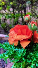 Beautiful Orange Rose #orange #rose #beautiful