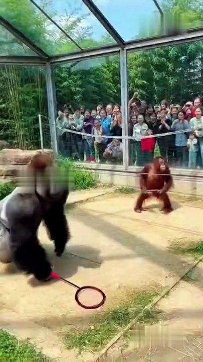 Gorilla vs Orangutan 🦍🦧  Funniest Badminton Match Ever  Zoo Crowd Goes Wild