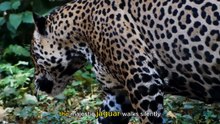 The Wild Jungle That Shows No Mercy