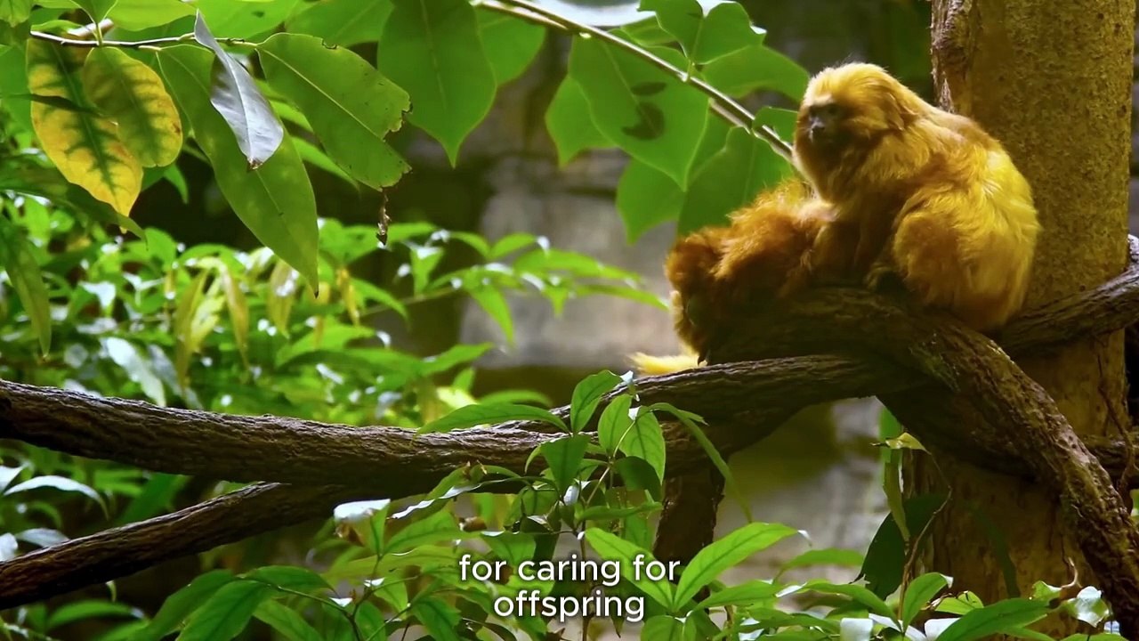 Beauty That Can Kill Inside the Deep Jungle