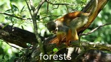 A Rainforest Where Survival Is Never Guaranteed